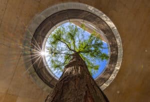 Ein von Praskac bereitgestellter Baum wächst durch ein rundes Atriumdach, aufgenommen aus der Froschperspektive mit strahlender Sonne und blauem Himmel.