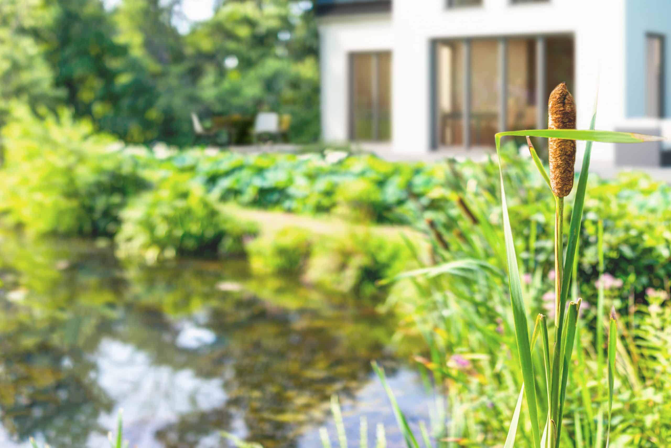 Schilf mit braunen Rohrkolben am Teich vor einem Haus.