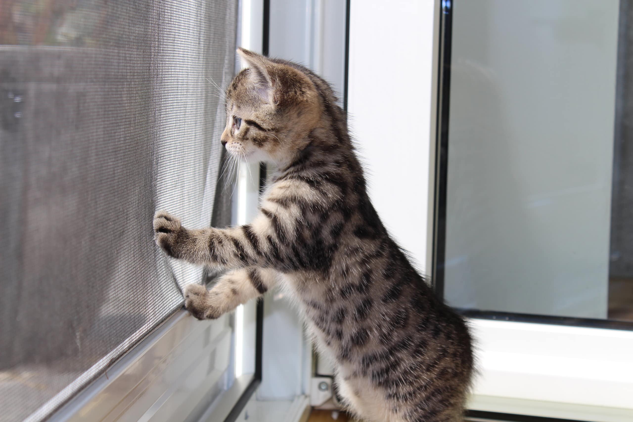 Eine junge Katze, die neugierig aus dem offenen Fenster blickt, das durch ein Netz abgesichert ist.